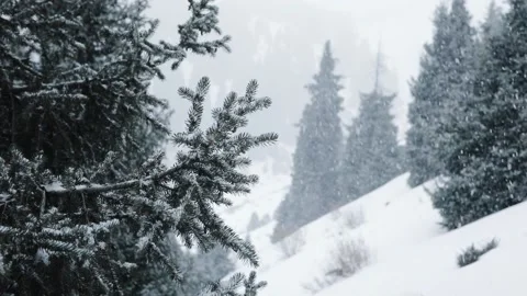 Snowfall in winter in the forest at Christmas time Stock Footage 166033256