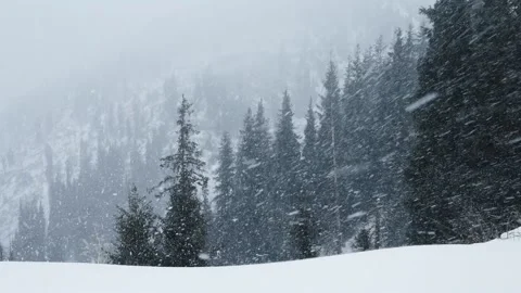 Snowfall in winter in the forest at Christmas time Stock-Footage 166033371