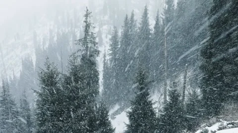 Snowfall in winter in the forest at Christmas time Stock Footage 166033569