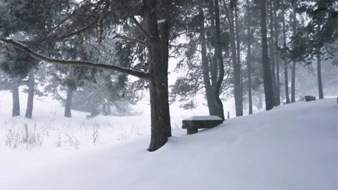 Snowfall in winter in the forest at Christmas time Stock Footage 166033872