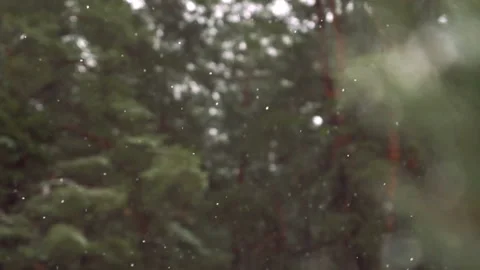 Snowfall in winter forest close up Stock Footage 132858758
