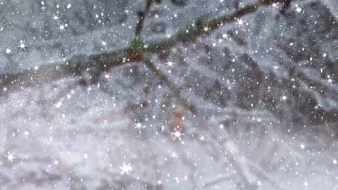 Snowfall in Winter Forest, Falling Snow Animation Stock Footage 326579429