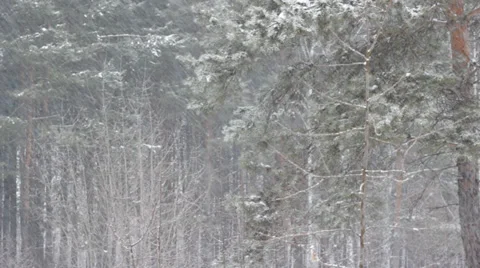 Snowfall in winter forest Stock Footage 36223355