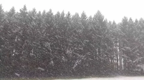 Snowfall in the winter forest Stock Footage 46701437