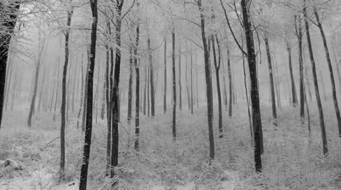 Snowfall in the winter forest Vídeos de archivo 46701558
