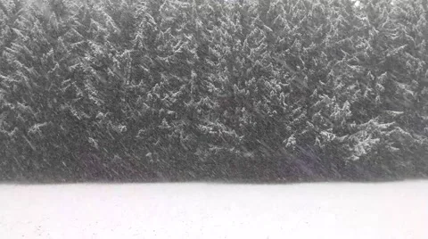 Snowfall in the winter forest Stockbeeldmateriaal 46701583