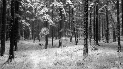 Snowfall in the winter forest Vidéo 46701629