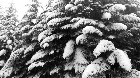 Snowfall in the winter forest Vídeos de archivo 46701679