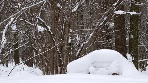 Snowfall In The Winter Forest. Stock Footage 72005404