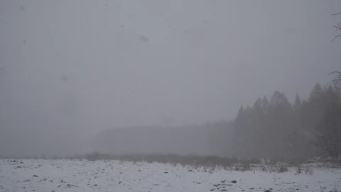 Snowfall in the winter forest Stock Footage 82550663