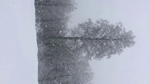 Snowfall in the winter forest Stock Footage 124274023