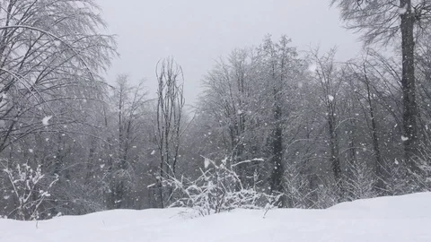Snowfall in the winter forest Stock Footage 124274991