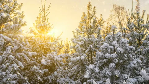 Snowfall in winter in the forest, Stock Footage 144784839