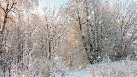 Snowfall in winter in the forest, Stock Footage 144823686