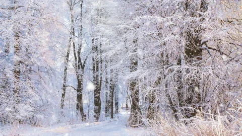Snowfall in winter in the forest Stock Footage 145705544