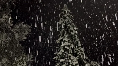 Snowfall in the winter forest. Stock Footage 257381778