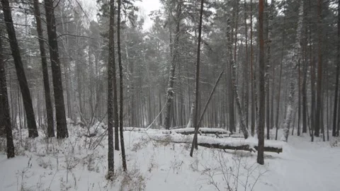 Snowfall in the winter forest Stock Footage 325744315