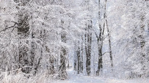 Snowfall in winter forest. Light snowy Christmas morning with falling snow. Stock Footage 177738432