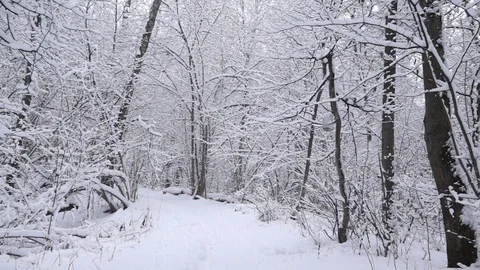 Snowfall in the winter forest. A lot of snow and trees. Stock Footage 122636169
