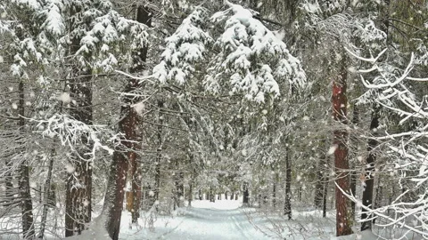 Snowfall in winter forest. Movement through the winter forest between the trees Stock Footage 119554334