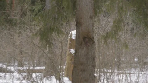 Snowfall, winter forest panorama Stock Footage 124155921