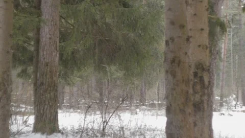 Snowfall, winter forest panorama Stock Footage 124155926