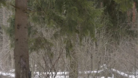 Snowfall, winter forest panorama Stock Footage 124156213