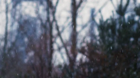 Snowfall in winter forest slow motion close up 4к Stock Footage 99626147