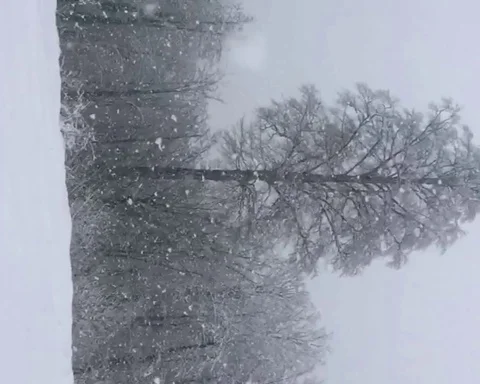 Snowfall in the winter forest. Slow motion Stock Footage 124274848