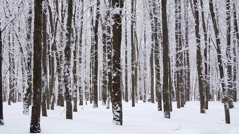Snowfall in winter in the forest, soft snowy christmas morning with falling snow Stock Footage