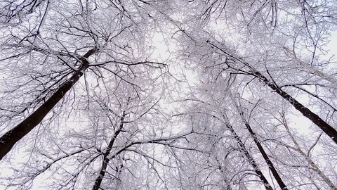 Snowfall in winter in the forest, soft snowy christmas morning with falling snow Stock Footage 81880544