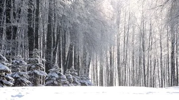 Snowfall in winter in the forest, soft snowy christmas morning with falling snow Stock Footage 86033851