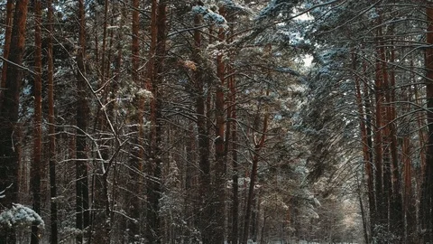 Snowfall in winter in the forest, soft snowy christmas morning with falling snow Stock Footage 126635122