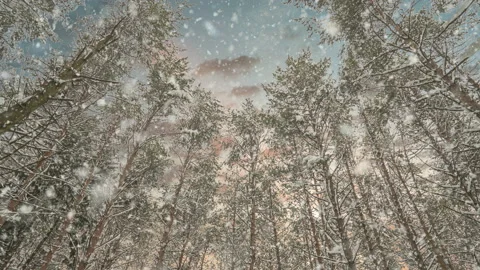 Snowfall in winter in the forest, soft snowy christmas morning with falling snow Video stock 143638224
