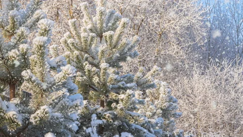 Snowfall in winter in the forest, soft snowy christmas morning with falling snow 스톡 동영상 145019643