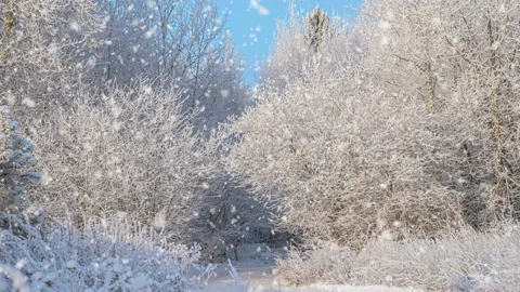 Snowfall in winter in the forest, soft snowy christmas morning with falling snow Stock Footage 145120547