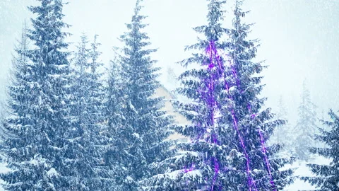 Snowfall in winter in the forest, soft snowy christmas morning with falling snow Stock Footage 145151500