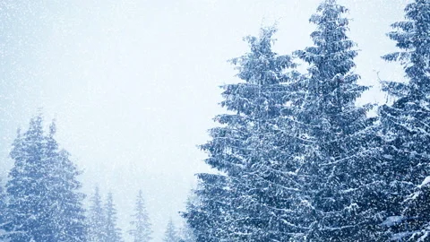 Snowfall in winter in the forest, soft snowy christmas morning with falling snow Stock Footage 145151571