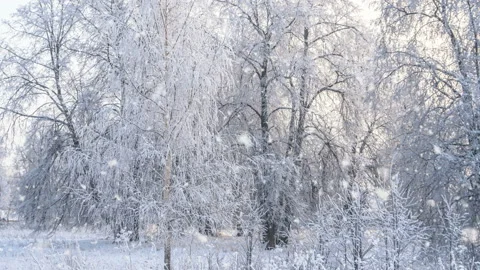 Snowfall in winter in the forest, soft snowy christmas morning with falling snow Video stock 145705326