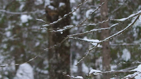 Snowfall in a Winter Forest in the Southern Urals, Russia Stock Footage 325474123
