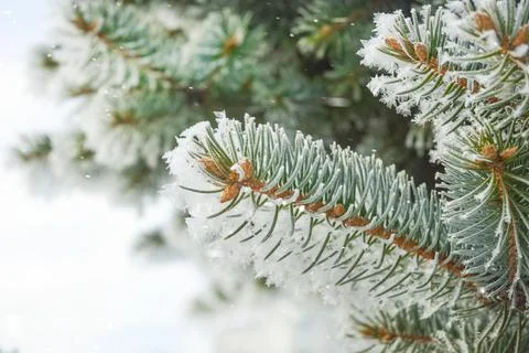 Snowfall in winter forest, spruce branches in forest on blurred background Stock Photos