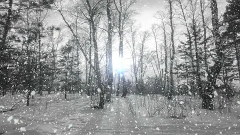 Snowfall in the winter forest at sunset, nature Park Stock Footage 125417722