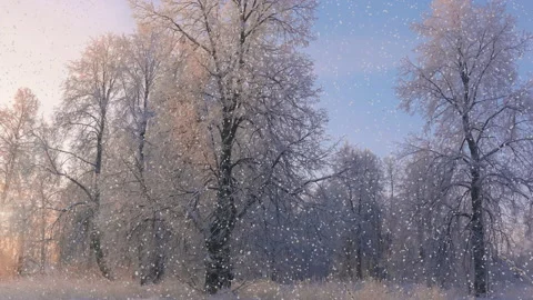 Snowfall in winter in the forest. Winter landscape. Snow-covered trees. Stock Footage 161072144