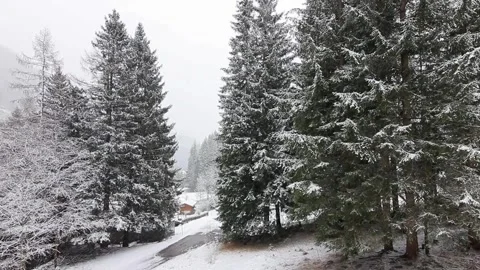 Snowfall in the winter in the mountain forest Stock Footage 295416370