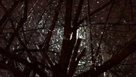 Snowfall in winter night. Stock Footage 99247499
