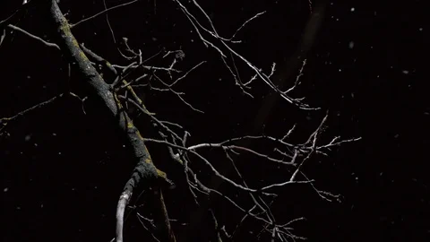 Snowfall in winter night. Stock Footage 99247730