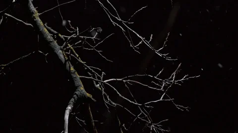 Snowfall in winter night. Stock Footage 99248021