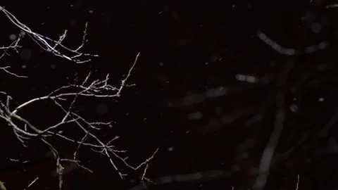 Snowfall in winter night. Stock Footage 99248150