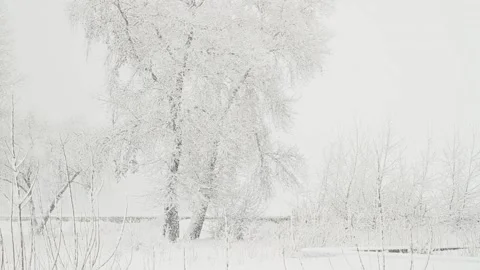 Snowfall in the winter park Stock Footage 102451557