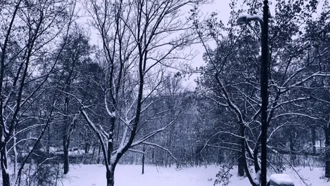 Snowfall in a winter park. Stock Footage 276190792